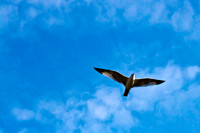 +2030wc100%) 090126-5952 Gull++