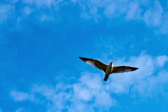 +2030wc100%) 090126-5952 Gull++