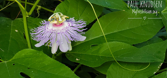 20250616_190110c PassionFlower