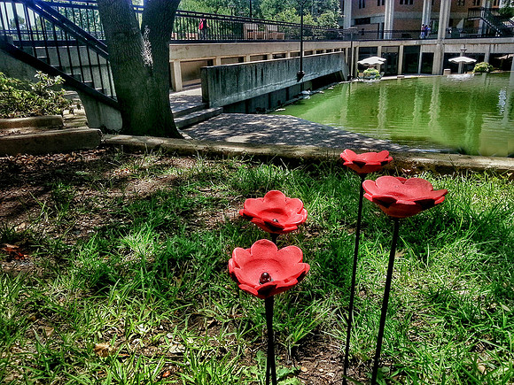 20150714_1407-2 T'duckBridgePoppies