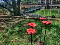 +20150714_1407 T'duckBridgePoppies