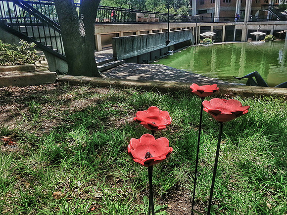 +20150714_1407 T'duckBridgePoppies