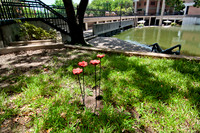+20150714_4197 T'duckBridgePoppies2