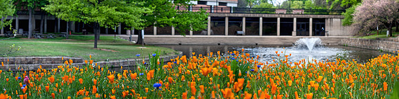 20130407-RLC WildFlower PAN1+ (4x15