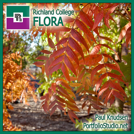 +0197 Richland College FLORA LABEL3