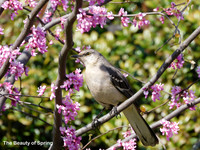 Birds-The Beauty of Spring_