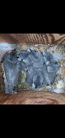 Bird - Full House -