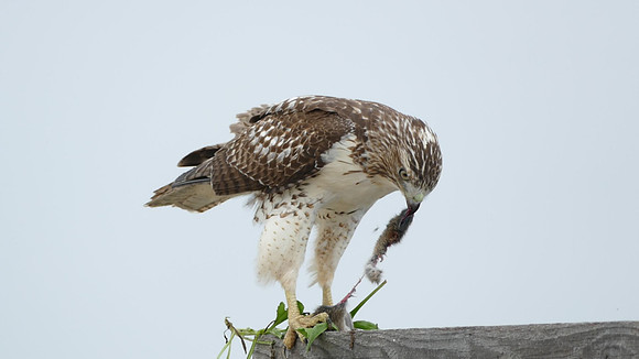 Birds -  Immature Red-Tailed Hawk at Lunch -