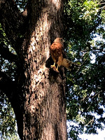 Bird - Red Shouldered Hawk -