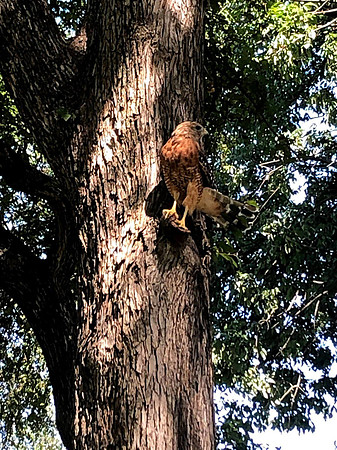Bird - Red Shouldered Hawk -