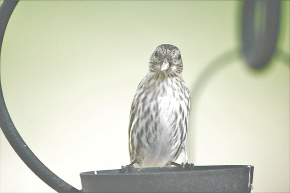 Birds - Pine siskin -