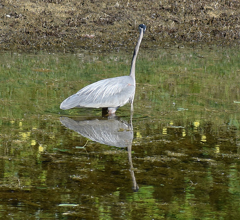 Birds - Near Aledo -