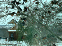 Birds - Mixed Flock, Winter Forage, Possumhaw Cleaned Out