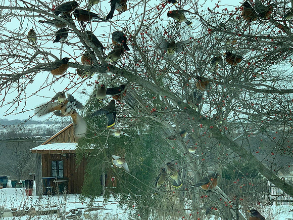Birds - Mixed Flock, Winter Forage, Possumhaw Cleaned Out