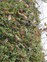 Birds - Robins on Yaupon Holly, Hundgry after Texas Deep Freeze 18Feb21