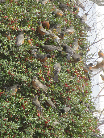 Birds - Robins on Yaupon Holly, Hundgry after Texas Deep Freeze 18Feb21