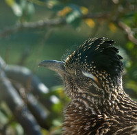 Birds - Lizards Beware -