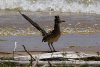 Birds_Roadrunner after dip in Possum Kingdom Lake
