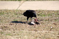 Birds_Clean Up, Isle Seven The Black Vulture Nature's Garbage Disposal