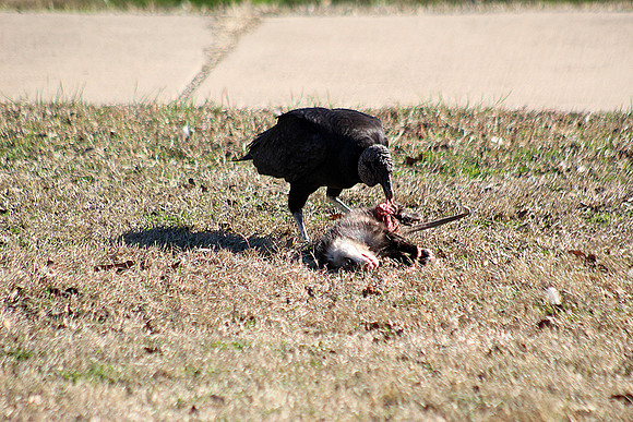 Birds_Clean Up, Isle Seven The Black Vulture Nature's Garbage Disposal