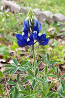 Plantlife - First Bluebonnet -