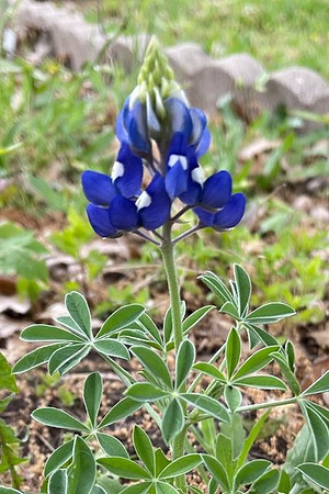 Plantlife - First Bluebonnet -