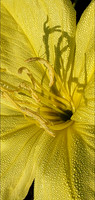 Plantlife - Morning Dew -
