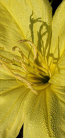 Plantlife - Morning Dew -