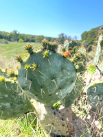 Plantlife - Prickly Pear at Colorado Bend State Park -