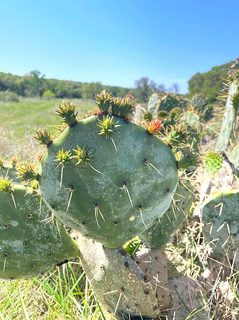 Plantlife - Prickly Pear at Colorado Bend State Park -