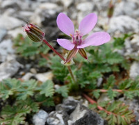 Plantlife - Life Finds A Way  common storksbill growing in asphalt -