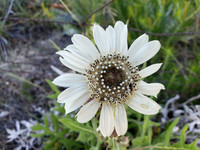 Plantlife - Silphium albiflorum in Full Bloom_