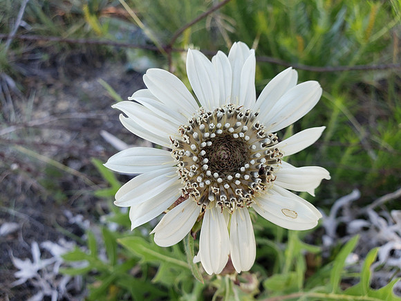 Plantlife - Silphium albiflorum in Full Bloom_