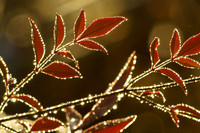 Plantlife_Frosted Nandia