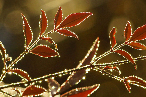 Plantlife_Frosted Nandia