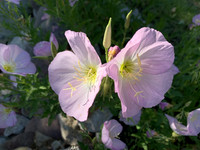 Plantlife - Twins -