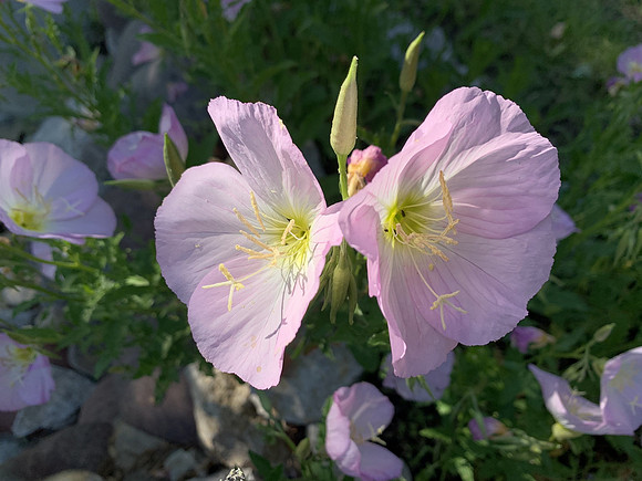 Plantlife - Twins -
