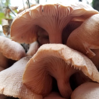 Plantlife_Mushroom at Dogwood Canyon Audubon Ctr