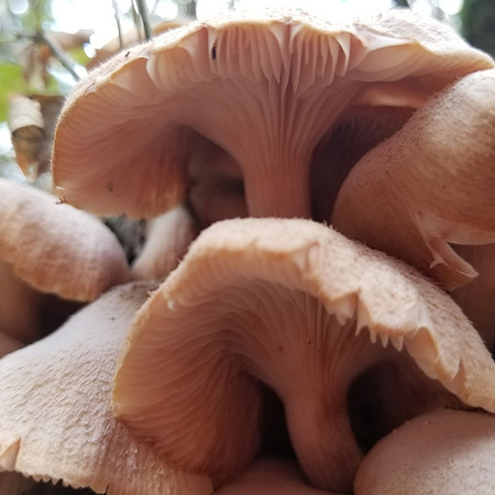 Plantlife_Mushroom at Dogwood Canyon Audubon Ctr
