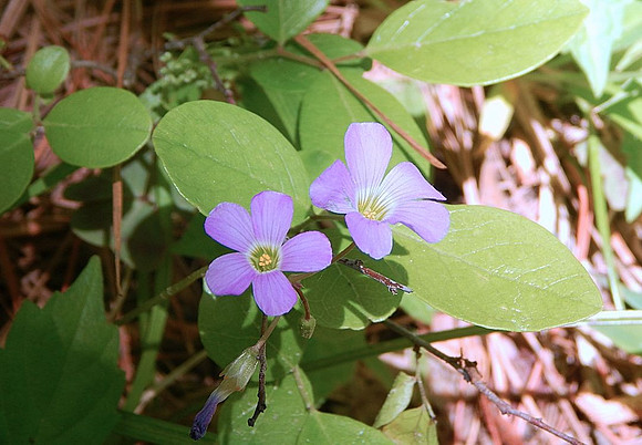 Plantlife_Small Pink flowers of Spring