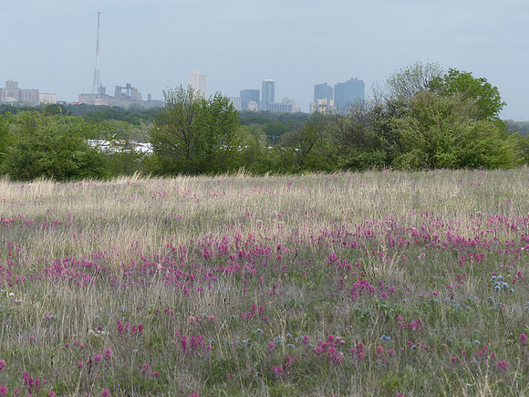 Scenic - Urban Prairie Delight -