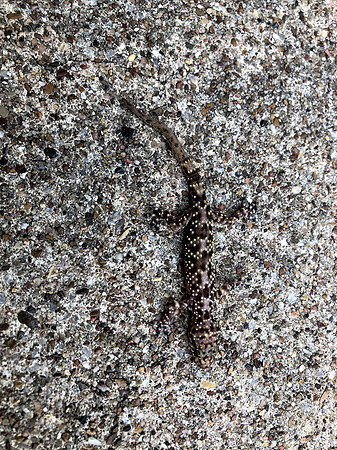 Wildlife - Lizard on Trail