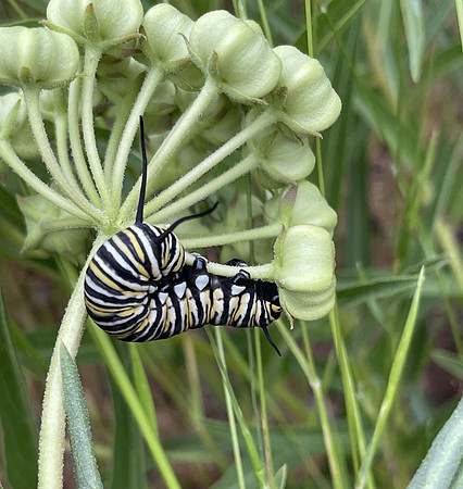 Wildlife - Monarch Caterpillar Chillin on Antelope Horns