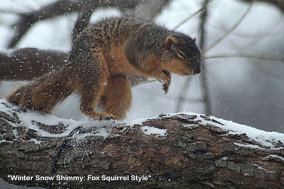 Wildlife_Winter Snow Shimmy Fox Squirrel style_