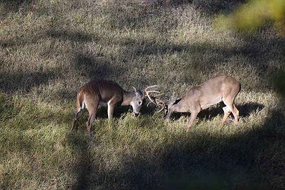 Wildlife - Fighting Bucks