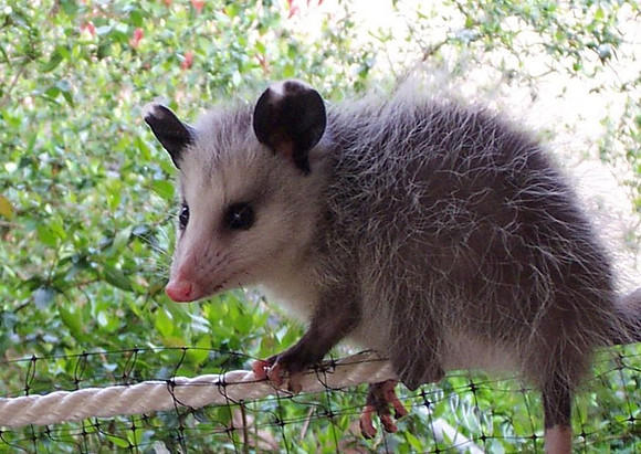 Wildlife - Opossum Balancing on Tightrope of Life -
