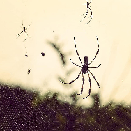 Wildlife - Orb Weaver Sunrise Anahuac Natl Wildlife Refuge -