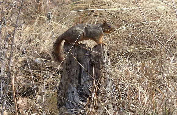 Wildlife - Posing -