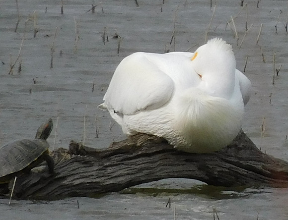 Wildlife - Turtle to Pelican What the Shell You Pelican't use my log