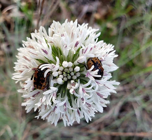 Wildlife_Kern's Flower Beetles Pollinating Marshallia caespitosa_